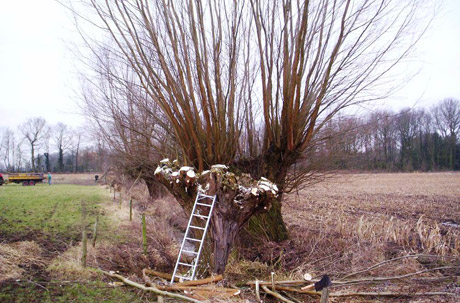 Natuurwerkgroep gemeente Rucphen