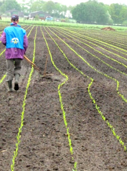 Drenthe 5 12 mei 2013 en kievitsnesten 13 mei 2013