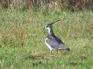 Natuurwerkgroep gemeente Rucphen Vogels