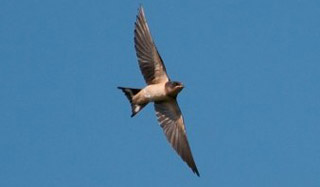 boerenzwaluw-in-vlucht