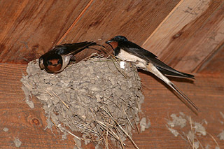 boernzwaluw op nest