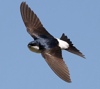 huiszwaluw in vlucht