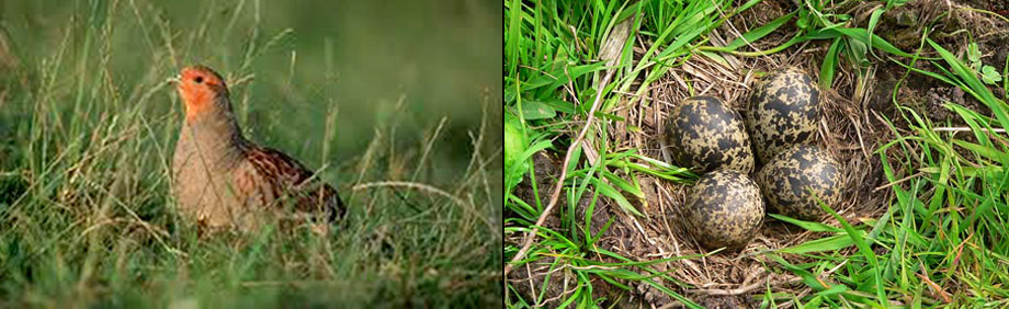 patrijs en kievits eieren