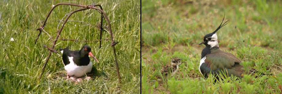 scholekster nestbescherming en kieviet close up