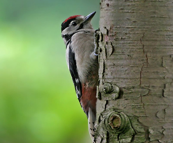 vogels