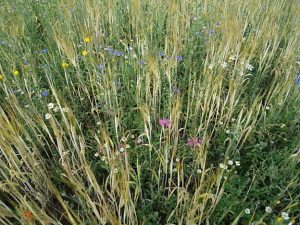 project-flower-power-005